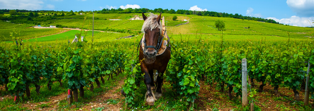 shutterstock_551258653 (1).jpg