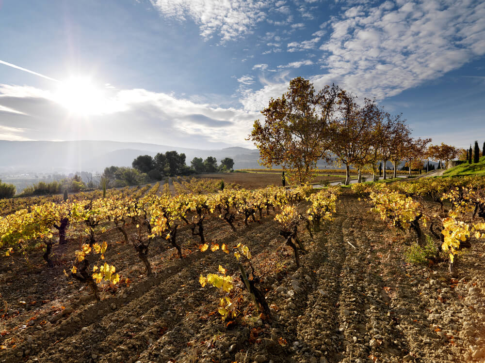 autumn_at_la_creueta_vineyard.e8Txb.jpg