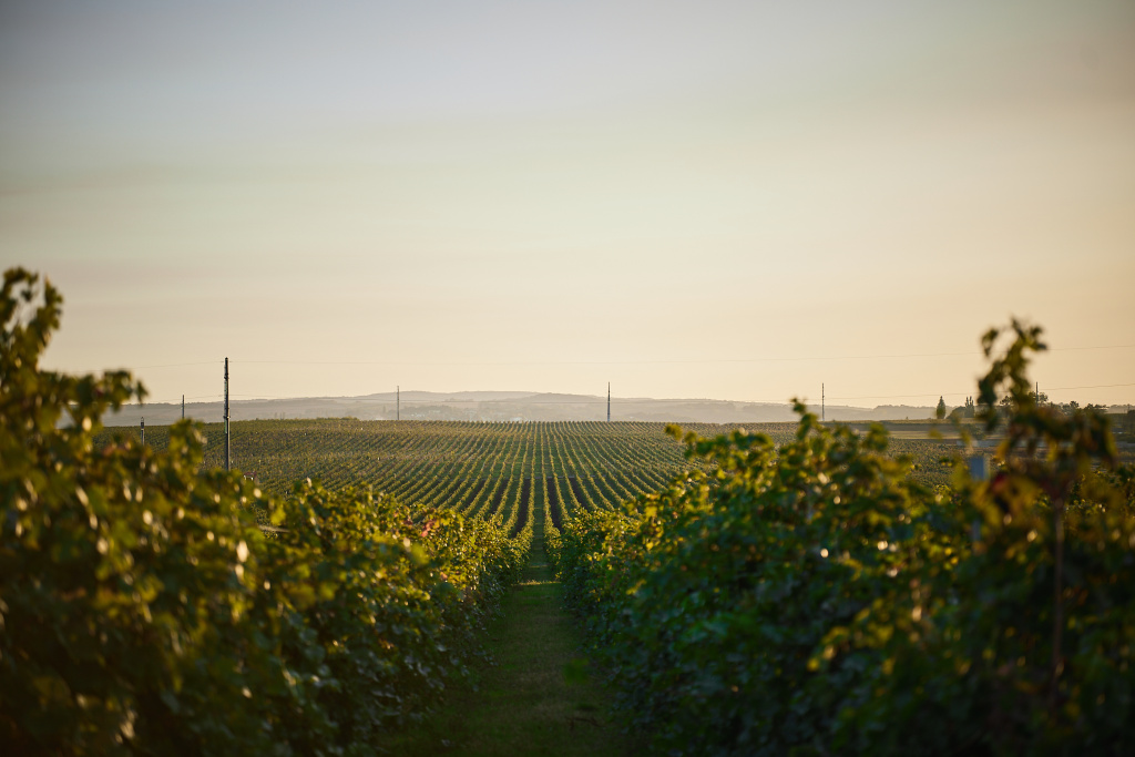 IMG_1152.jpg IMG_1152.jpg